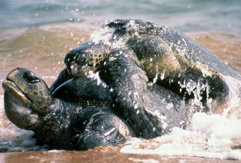 Tortugas apareandose